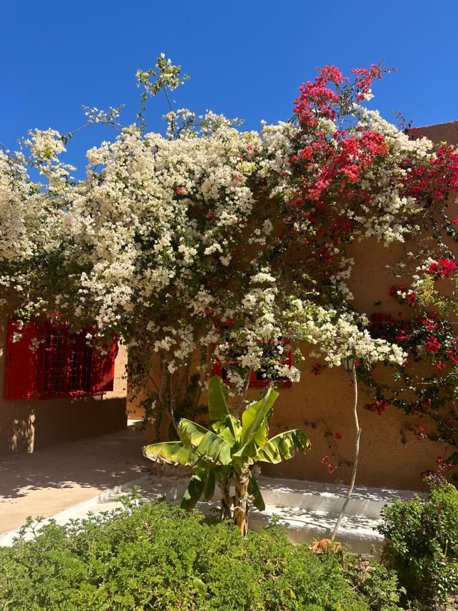 Dar Tawarta Guest House ダフラ エクステリア 写真