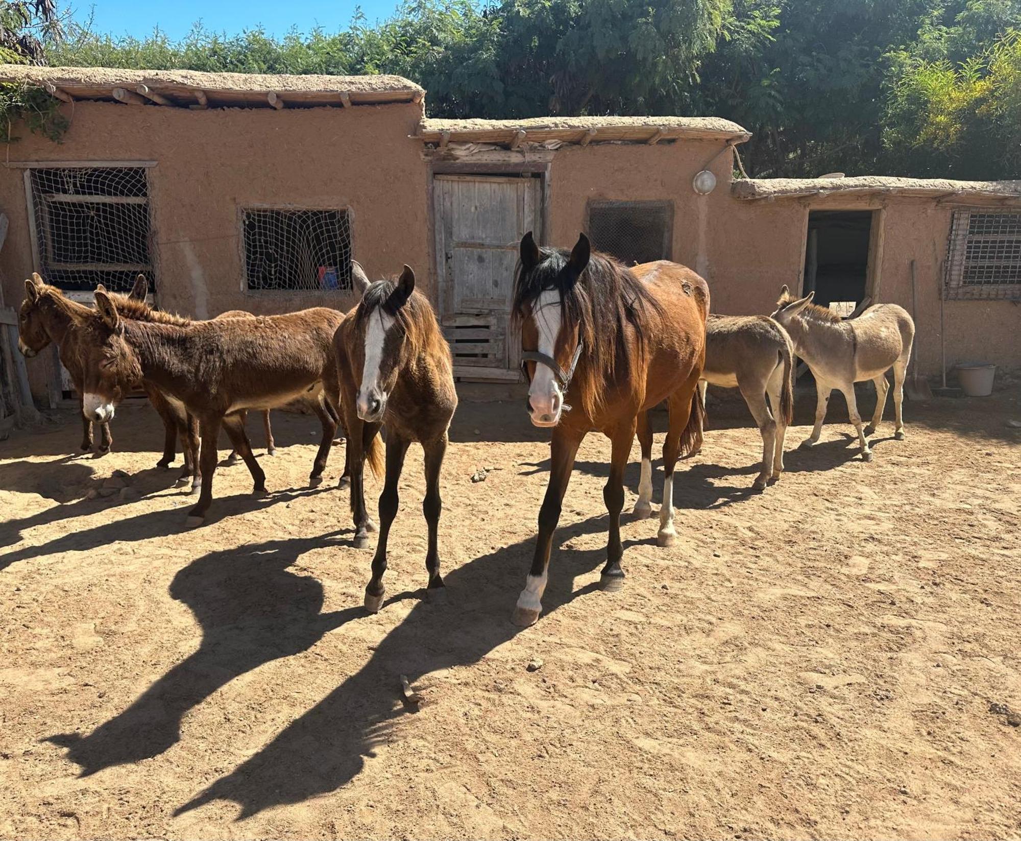 Dar Tawarta Guest House ダフラ エクステリア 写真