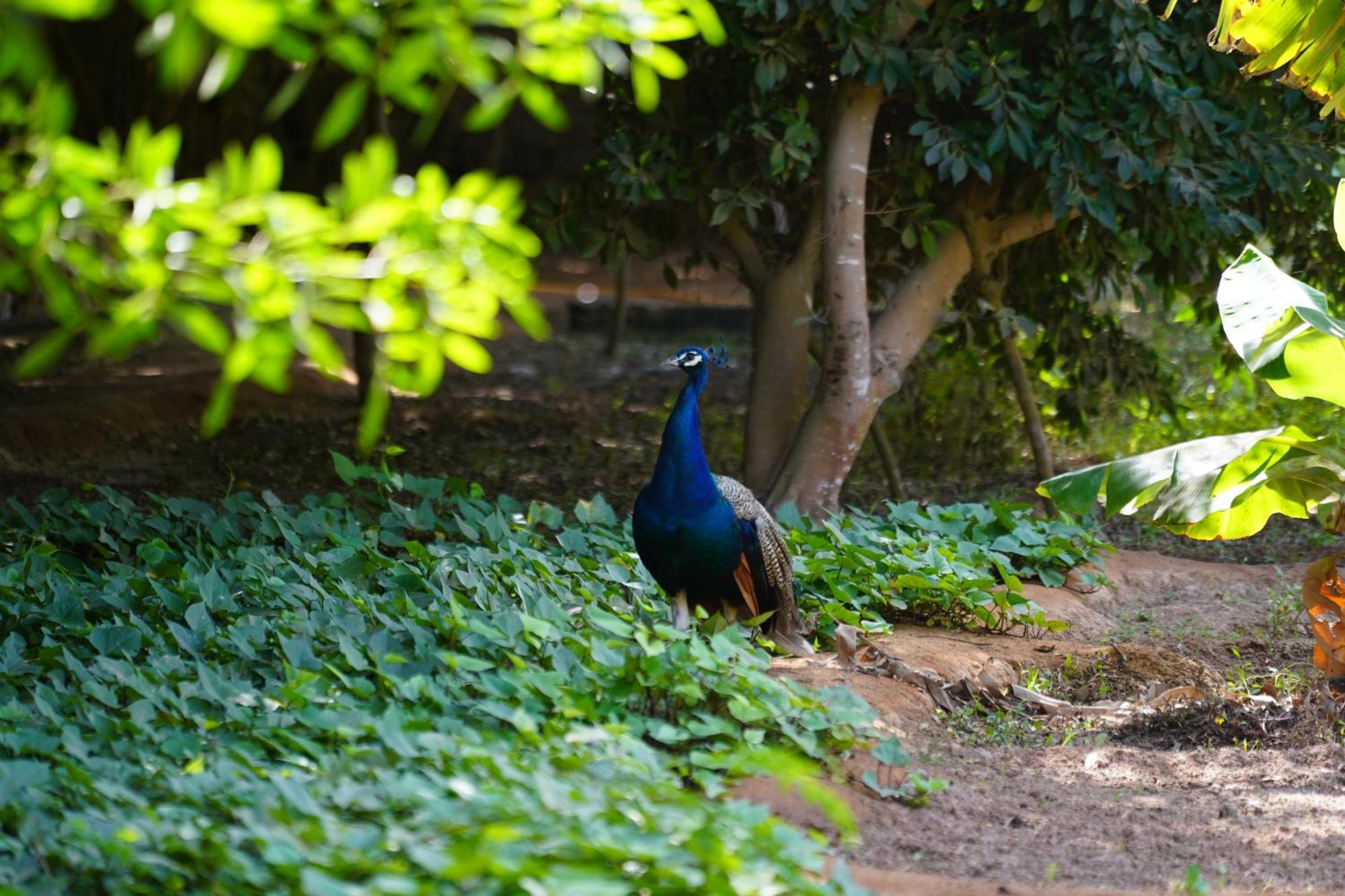 Dar Tawarta Guest House ダフラ エクステリア 写真