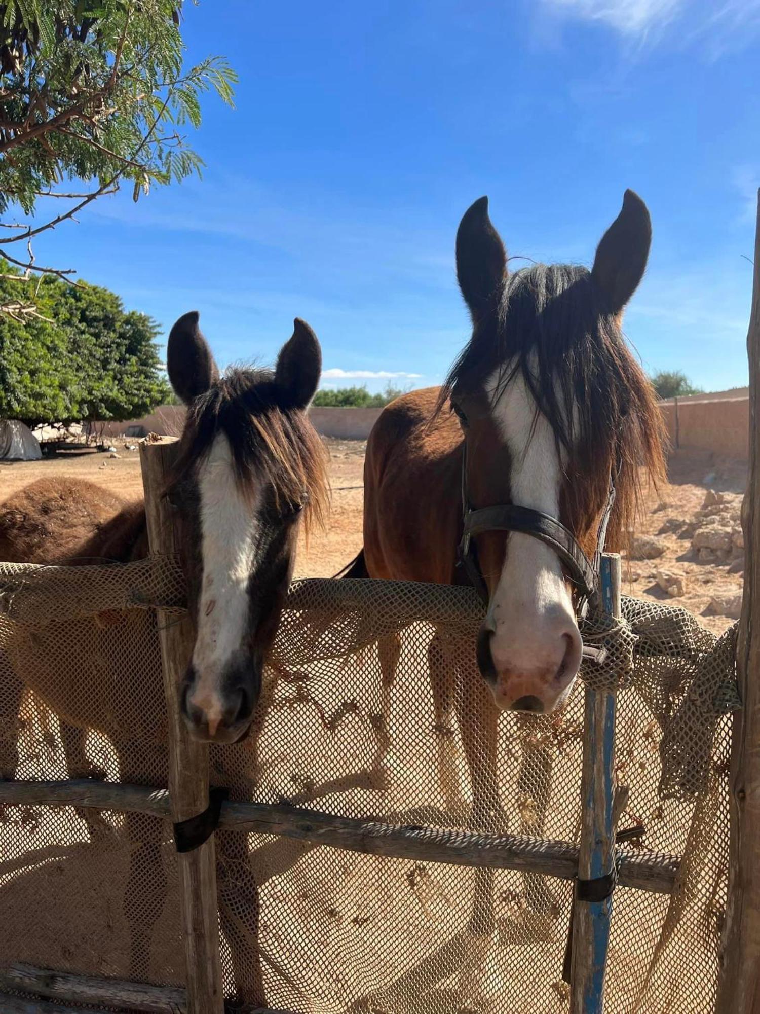 Dar Tawarta Guest House ダフラ エクステリア 写真